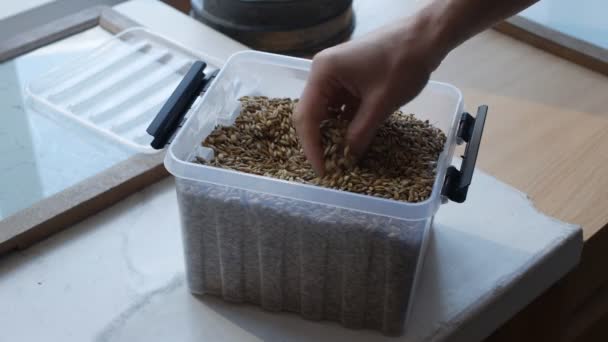 Горстка зерна взята из контейнера для контроля качества или анализа — стоковое видео