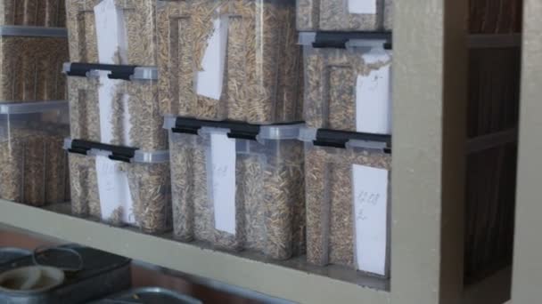 Образцы зерна овса, ржи в контейнере для анализа или контроля качества — стоковое видео
