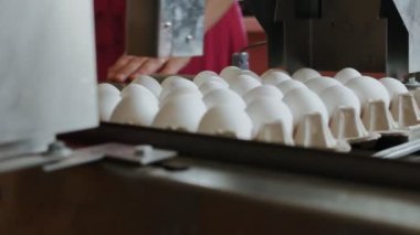 Otomatik aygıt tavuk yumurtası küçük bir çiftlik işaretler