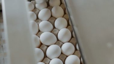 Otomatik aygıt tavuk yumurtası küçük bir çiftlik işaretler