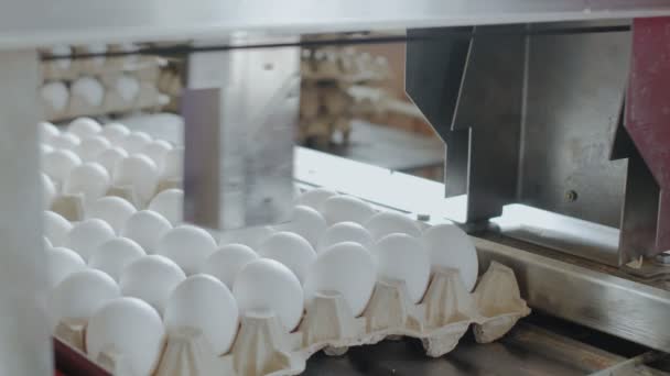 自动机器标记小鸡蛋在一个小农舍里 — 图库视频影像