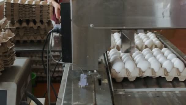 Otomatik aygıt tavuk yumurtası tavuk çiftliği olarak işaretler — Stok video