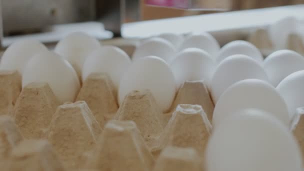 Automatiserad enhet markerar hönsägg i en liten kyckling fabrik — Stockvideo