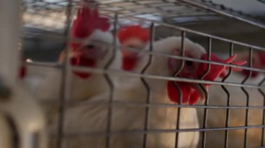 Damızlık broiler tavuk ve tavuk, broiler tavuk kulübe, kümes, taze piliç parmaklıklar arkasında oturmak