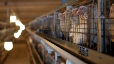 Tavuk çiftliği damızlık broiler tavuk için Genç tavuk oturup açık hava kafesleri ve gagalama karma yem, tavuk