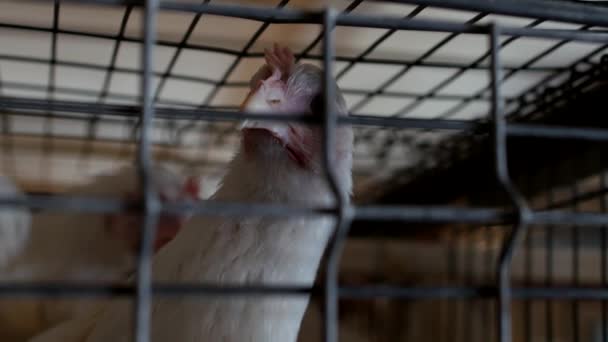 Een jonge vleeskuikens kip ziet er door middel van het net van de ruimte op de pluimveeboerderij, fokken van vleeskuikens kuikens, close-up, lente kip — Stockvideo