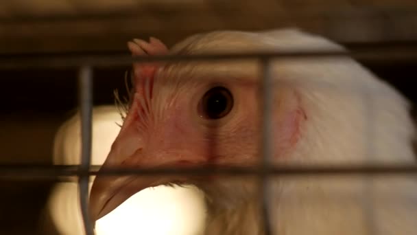 Un pollo de engorde joven mira a través de la red del recinto en la granja avícola, cría de pollitos de engorde, primer plano, gallinero — Vídeo de stock