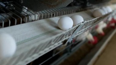 Tavuk çiftliği damızlık için tavuk, tavuk yumurtası ışınlama, tavuk ve yumurta, çiftlik git