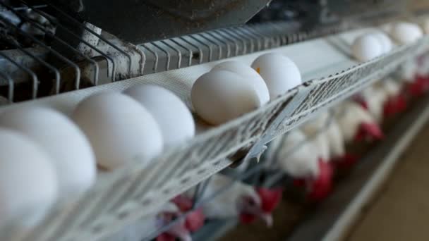 Φάρμα πουλερικών αναπαραγωγής κοτόπουλα, αυγά κότας περνούν από το μεταφορέα, κοτόπουλα και αβγά, γεωργία — Αρχείο Βίντεο