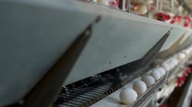 Tavuk çiftliği damızlık için tavuk, tavuk yumurtası ışınlama, tavuk ve yumurta, fabrika git