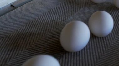 Tavuk yumurta, kümes hayvanları, tavuk yumurtası üretimi gitmek-den geçerek daha fazla sıralama, yakın çekim, üretim için konveyör