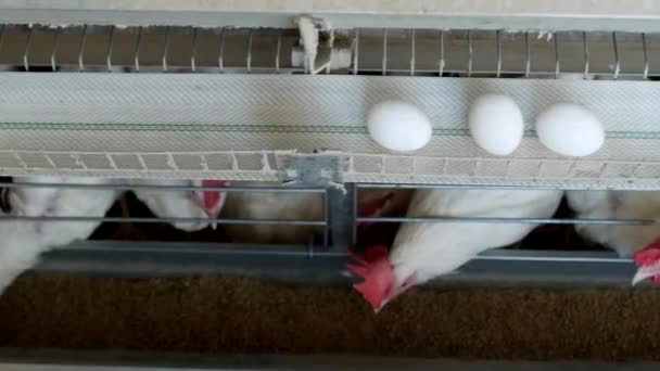 Птицефабрика по разведению кур, куриные яйца проходят через транспортер, курицы и яйца, завод — стоковое видео
