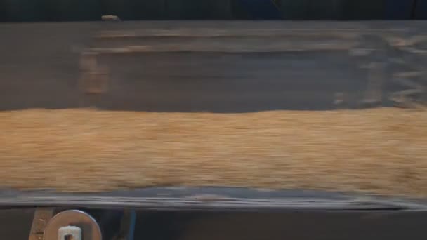 Usine de produits du pain, grains de blé se déplacent sur la bande transporteuse, agriculture — Video