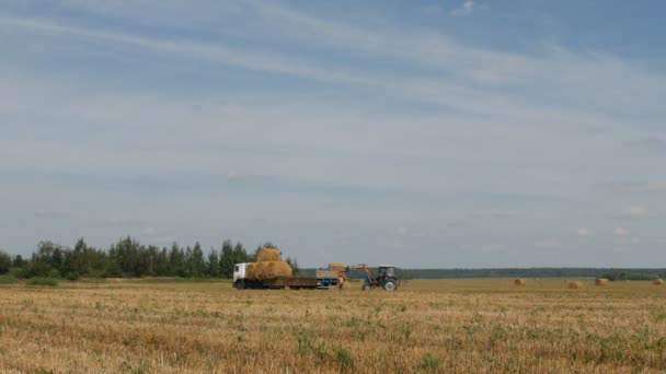 Jordbruk, traktor laddar höstack till trailern nära gården ranch — Stockvideo