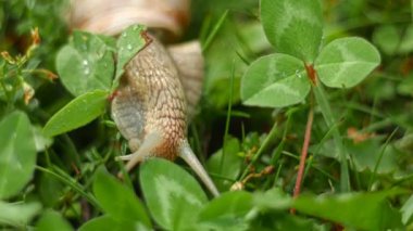 Salyangoz tarar ve ot yiyor