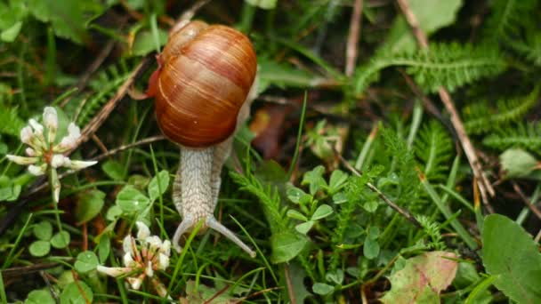 螺旋蜗牛还有蜗牛、食用蜗牛或田螺, 是一种大、可食、空气呼吸的陆地蜗牛, 一种陆地 pulmonate 腹足类软体动物在家里 Helicidae. — 图库视频影像