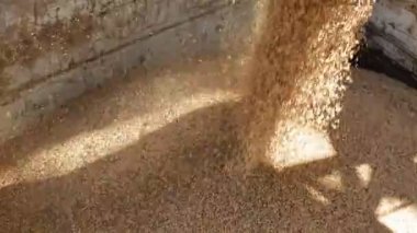 Çavdar taneleri bitki ekmek ürünleri, kurumsal freze, bir kamyona yüklenir ve Yem Sanayi