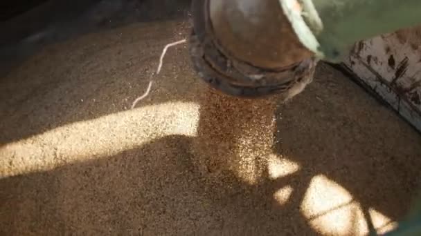 I grani di avena sono caricati in un camion, Impianto di prodotti di pane, impresa d'industria di macinazione e mangimi — Video Stock