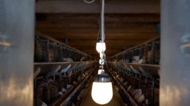 Açık Hava kafesleri ve gagalama karma yem Genç tavuk tavuk çiftliği damızlık broiler tavuk için oturmak
