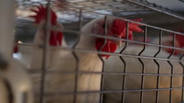 Damızlık broiler tavuk ve tavuk, broiler tavuk kulübe, kümes, kalem parmaklıklar arkasında oturmak