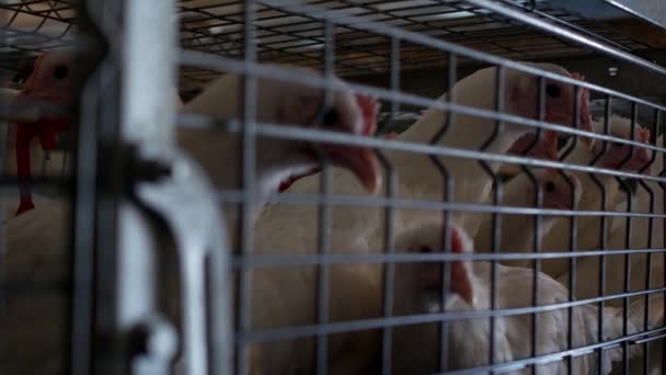 Elevage de poulets à griller et de poulets, poulets à griller assis derrière les barreaux dans la cabane, poulailler, ferme de poulets — Video