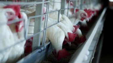 Tavuk çiftliği damızlık tavuk ve yumurta, tavuk gagalamayı besleme, yakın çekim, fabrika tavuk, çiftlik