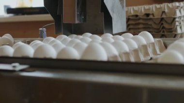 Yumurta çiftliği endüstriyel üretim hattı