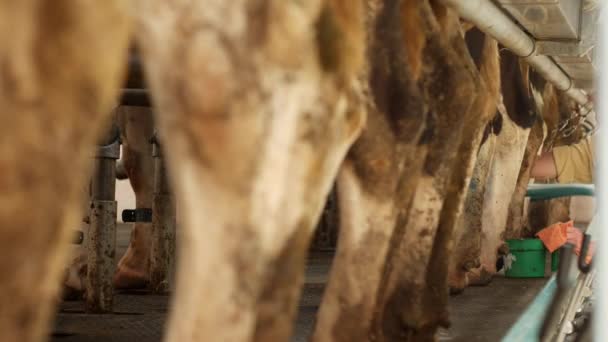 Las lecheras en una granja de vacas producen leche de ordeño y pezones de limpieza para ubres, vacas, ordeño, vacas, tecnología — Vídeos de Stock