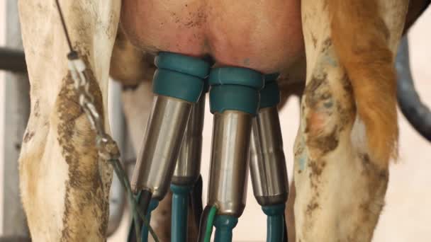 Automatisches Melken von Kühen mit modernen Geräten, Nahaufnahme, Landwirtschaft, Industrie, Melken, Kühe — Stockvideo