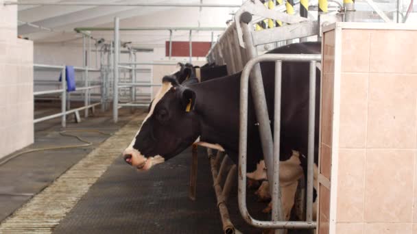 Krowy stoją na nowoczesne gospodarstwo i poczekać, aż doju odbywa się, rolnictwo, dojenie mleka, kine farm — Wideo stockowe