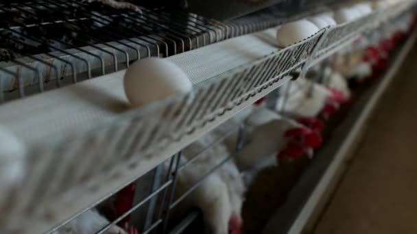 Exploitation avicole pour poulets reproducteurs, œufs de poulets passent par le transporteur, poulets et œufs, élevage — Video