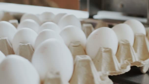 Dispositivo automatizado marca huevos de gallina en la granja avícola — Vídeo de stock