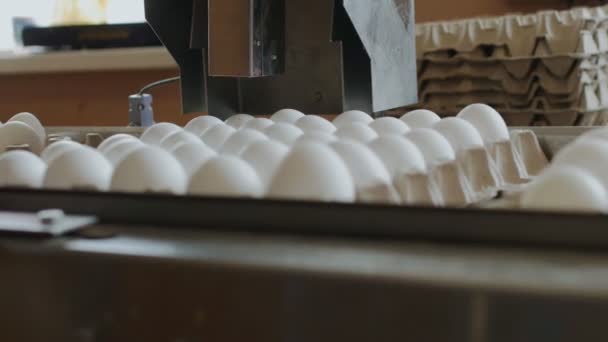 Huevos granja línea de producción industrial — Vídeo de stock