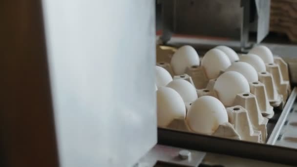 Automatisches Gerät kennzeichnet Hühnereier im Geflügelhof — Stockvideo