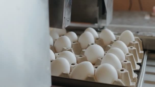 Un dispositif automatisé marque les œufs de poulet dans la ferme avicole — Video