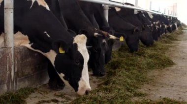 inek ahır stand ve silaj un, çiftçi ile yemek, inek çiftliği, cowshed, kine ot yemek