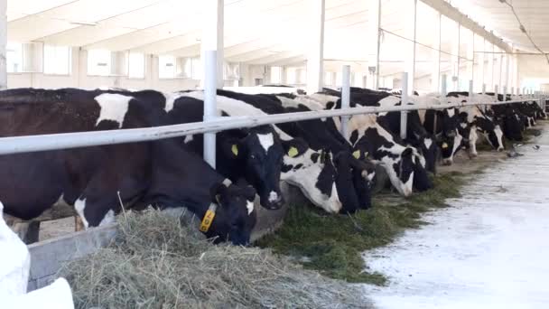Tehenek az istállóban állnak, és enni szilázs, a liszttel, a mezőgazdasági termelő, a tehenek eszik füvet, farm, ranch, tehenet — Stock videók