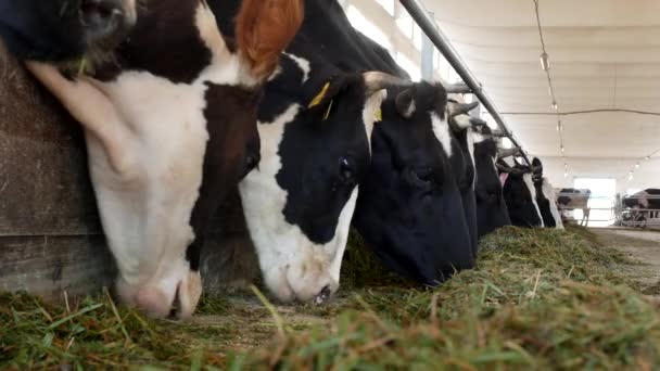 Krávy na farmě žerou trávu, siláž v kabince, close-up, kráva farma, zemědělství, průmyslu, kine — Stock video