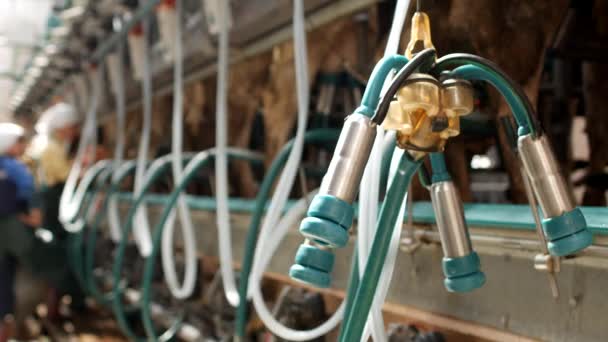 Modern milking of cows on a large modern farm, milking cows milk on modern equipment, farming kine — Stock Video