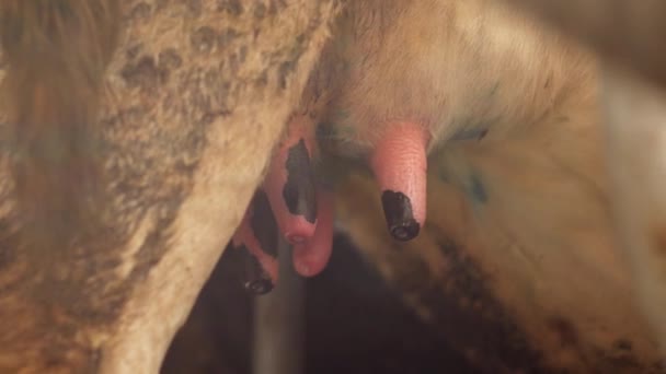 Tehén tőgy, kiugró % kidudorodó mellbimbó lövés közelről, a tőgy, a tehenet — Stock videók