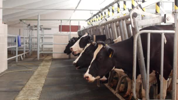 Las vacas están en una granja moderna y esperan mientras se lleva a cabo el ordeño, la agricultura, la leche de ordeño, la industria — Vídeo de stock