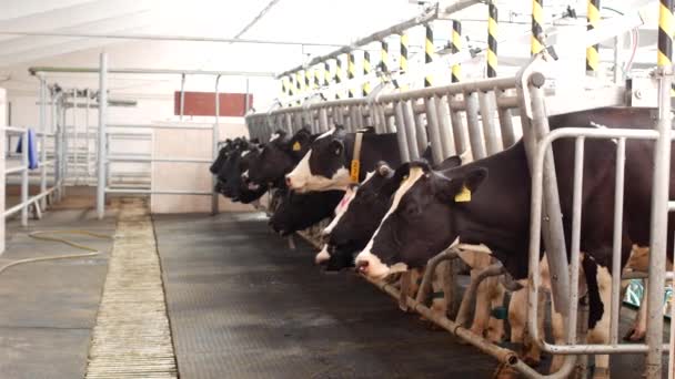 Ферма для коров, доильное молоко, производство молока на ферме, коров и молока, коров, земледелие — стоковое видео