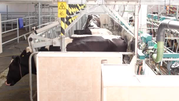 The process of milking a cow on modern equipment, cows in stalls, preparation for milking cows, milk, a farm, industry, cows — Stock Video