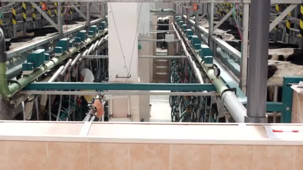 The process of milking a cow on modern equipment, cows in stalls, preparation for milking cows, milk, a farm, industry — Stock Video