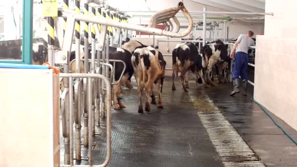 Der Prozess des Melkens einer Kuh, eine Kuh verlässt den Stall nach dem Melken von Milch, eine Kuh und Milch, Landwirtschaft, Schäfer — Stockvideo