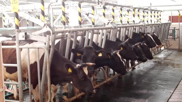 Boerderij-het melken van koeien op een moderne boerderij, koeien in kraampjes staan voordat met het melken, het proces van het melken van melk, — Stockvideo