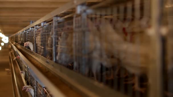 Разведение бройлеров цыплят и кур, бройлеров куры сидят за решеткой в хижине, птицефабрика, птица — стоковое видео