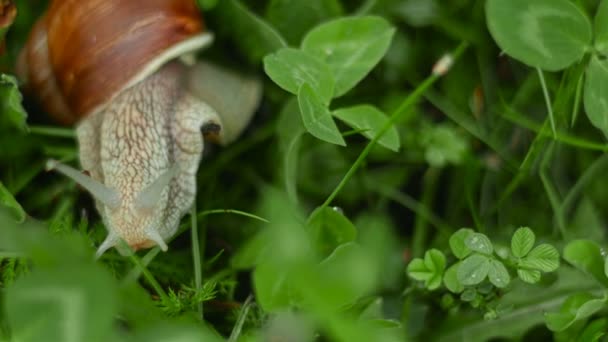 L'escargot rampe et mange dans l'herbe — Video