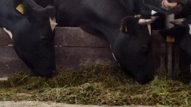 Çiftlikte inekler yemek ot, silaj ahır, yakın çekim, çiftlik, tarım, sanayi, kine, inek kararlı