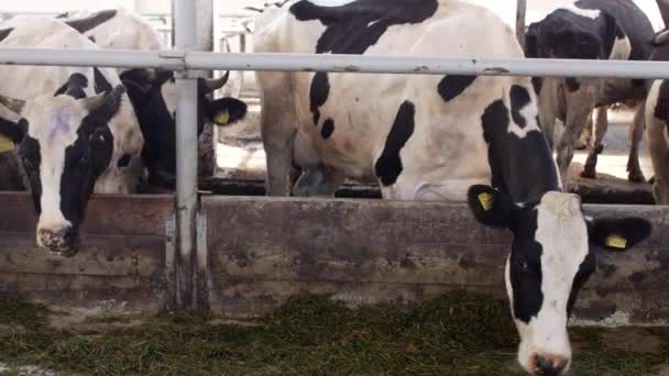 Vacas se paran en el establo y comen ensilado con harina, el granjero, vacas comen hierba en la granja, mandona — Vídeos de Stock